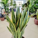 Sansewieria gwinejska (Sansevieria trifasciata 'Laurentii') 100cm