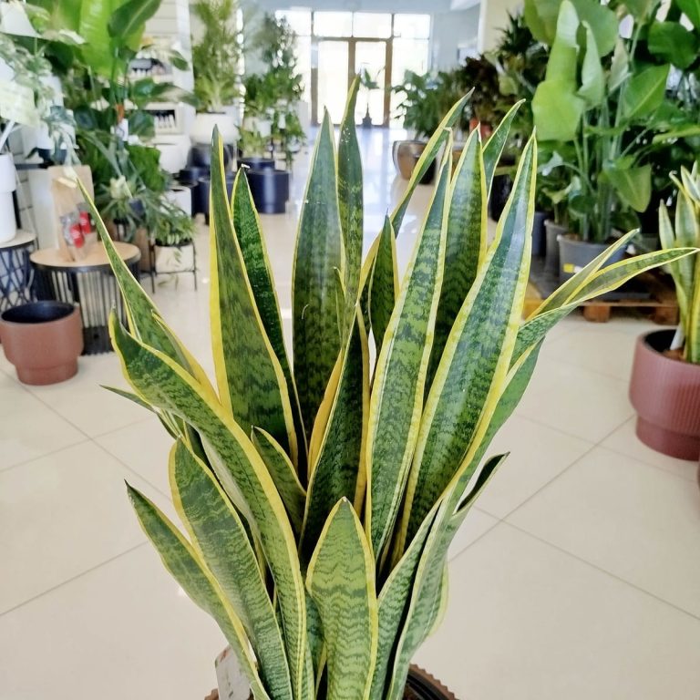 Sansewieria gwinejska (Sansevieria trifasciata 'Laurentii') 100cm