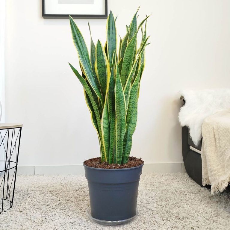 Sansewieria gwinejska (Sansevieria trifasciata 'Laurentii') 100cm