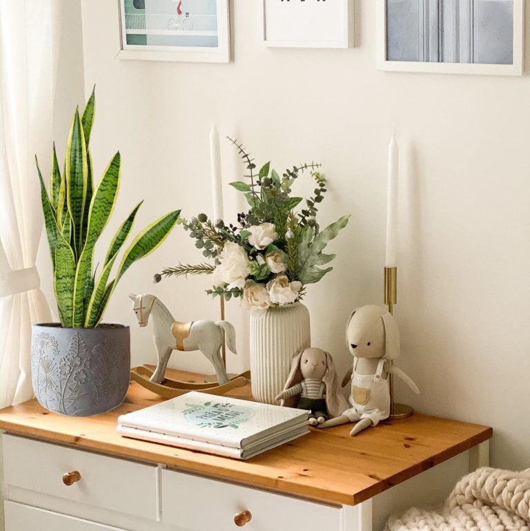 Sansewieria gwinejska (Sansevieria trifasciata 'Laurentii') 50cm