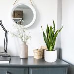 Sansewieria gwinejska (Sansevieria trifasciata 'Laurentii') 50cm