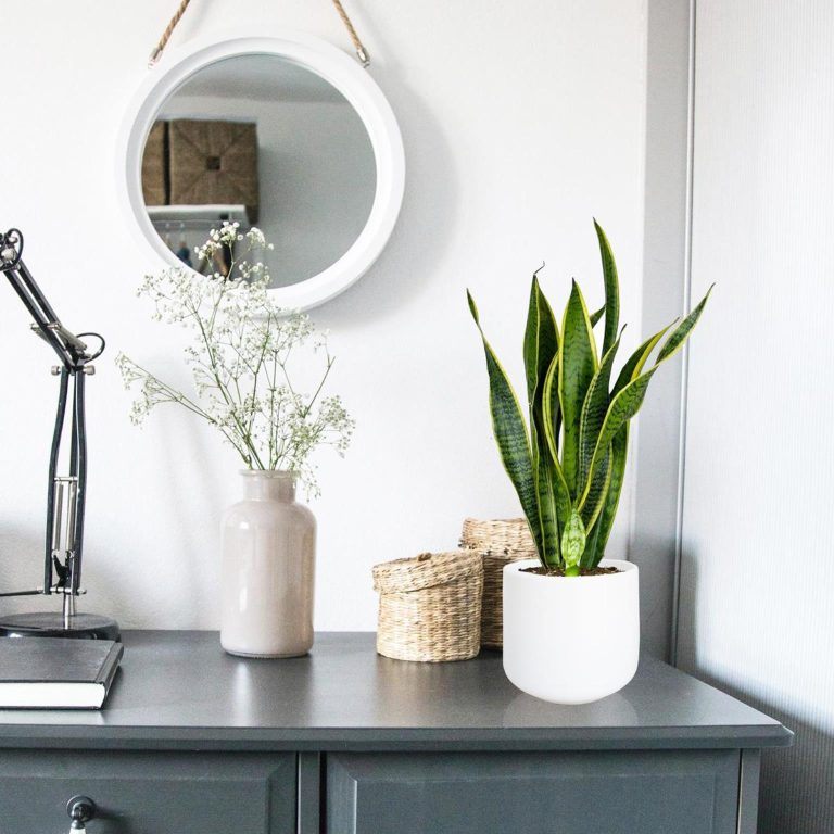 Sansewieria gwinejska (Sansevieria trifasciata 'Laurentii') 50cm