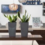 Sansewieria gwinejska (Sansevieria trifasciata 'Laurentii') 50cm