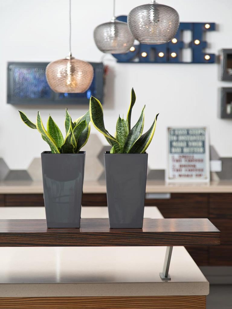 Sansewieria gwinejska (Sansevieria trifasciata 'Laurentii') 50cm