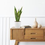 Sansewieria gwinejska (Sansevieria trifasciata 'Laurentii') 50cm