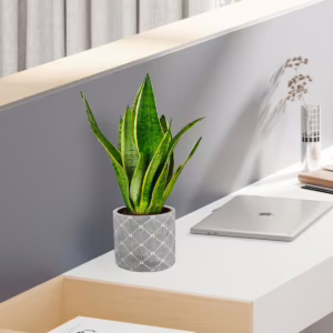 Sansewieria gwinejska (Sansevieria trifasciata 'Laurentii') 40cm Średnica doniczki: 14cm
