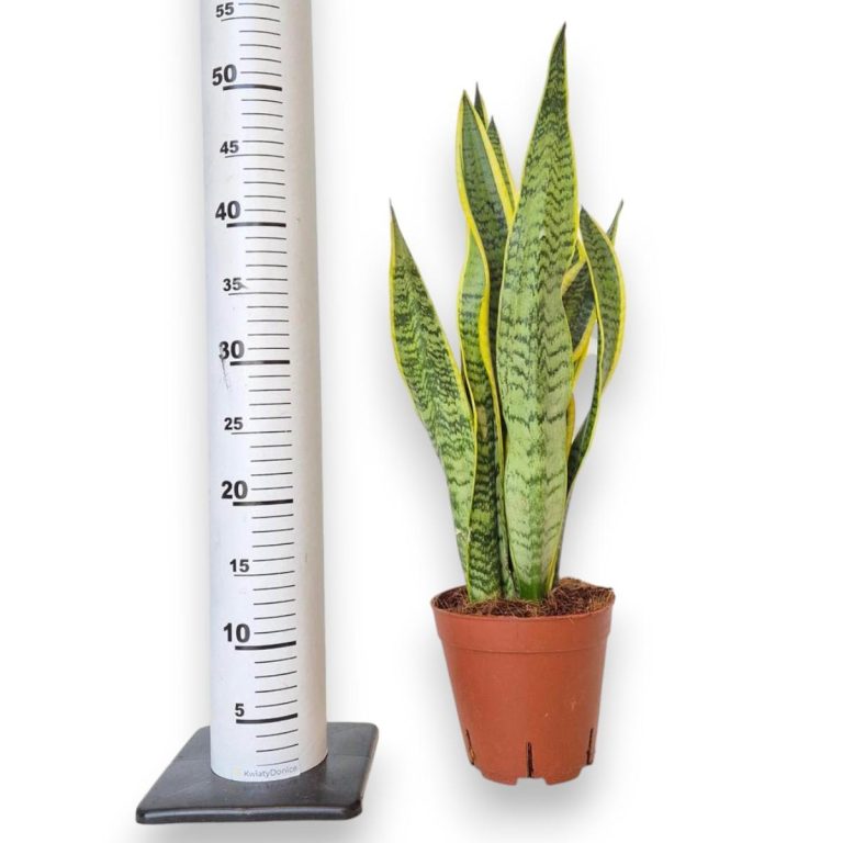Sansewieria gwinejska (Sansevieria trifasciata 'Laurentii') 50cm