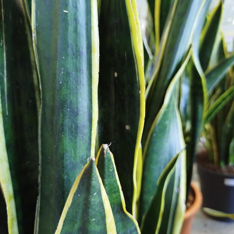 Sansewieria gwinejska (Sansevieria trifasciata 'Laurentii') 100cm
