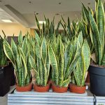 Sansewieria gwinejska (Sansevieria trifasciata 'Laurentii') 50cm