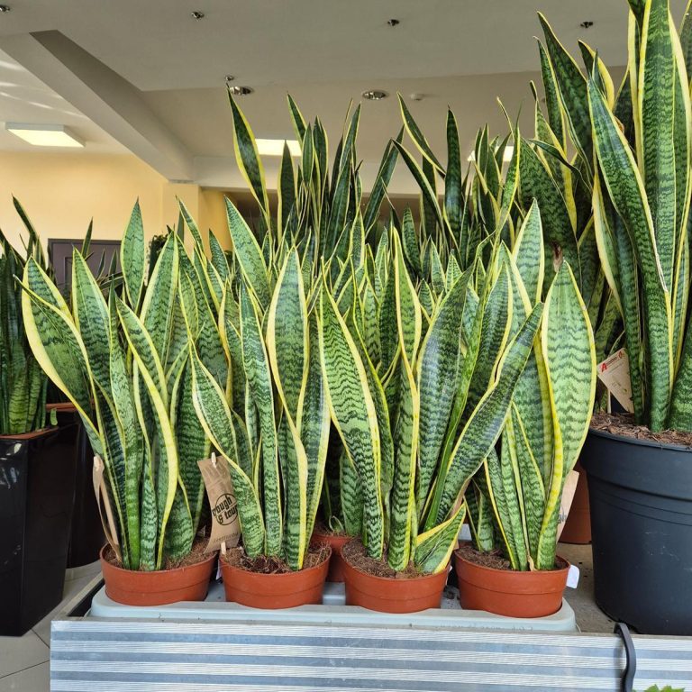 Sansewieria gwinejska (Sansevieria trifasciata 'Laurentii') 50cm