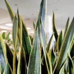 Sansewieria gwinejska (Sansevieria trifasciata 'Laurentii') 100cm