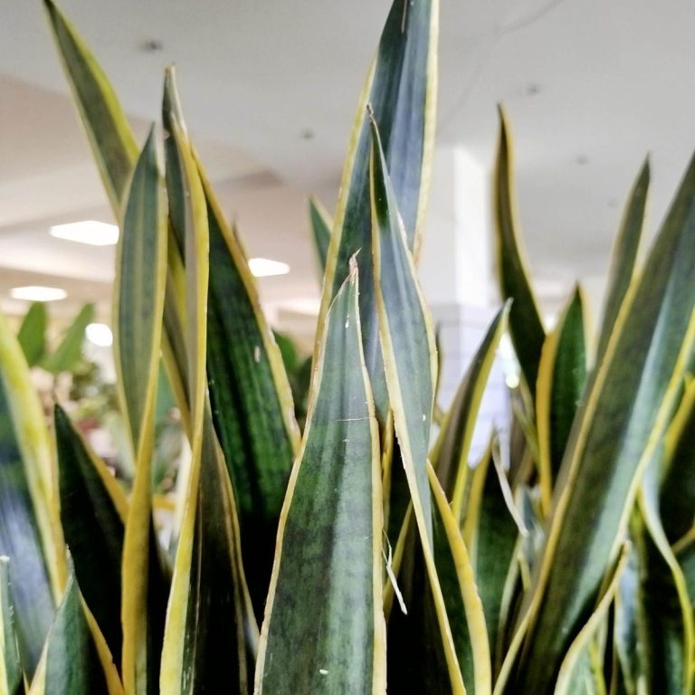 Sansewieria gwinejska (Sansevieria trifasciata 'Laurentii') 100cm