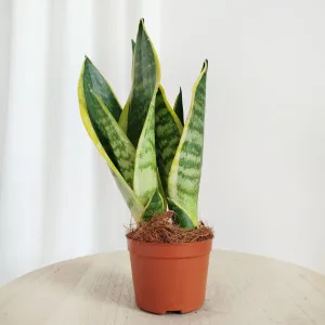 Sansewieria gwinejska (Sansevieria trifasciata 'Laurentii') 30cm