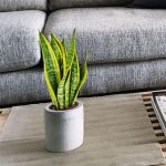 Sansewieria gwinejska (Sansevieria trifasciata 'Laurentii') 50cm