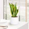 Sansewieria gwinejska (Sansevieria trifasciata ‘Laurentii’) 45-55cm
