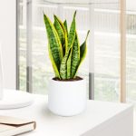 Sansewieria gwinejska (Sansevieria trifasciata 'Laurentii') 50cm