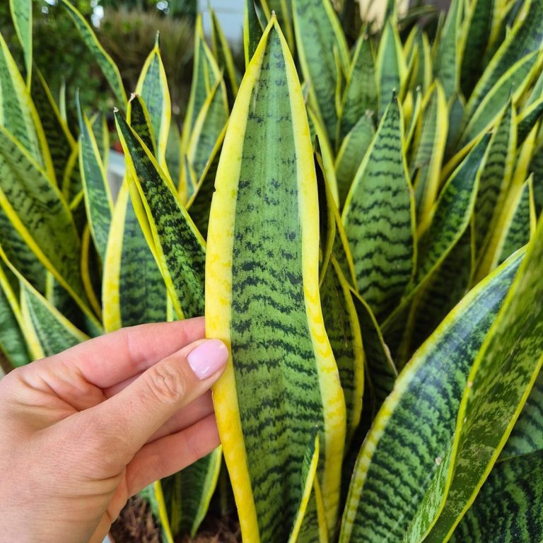 Sansewieria gwinejska (Sansevieria trifasciata 'Laurentii') 50cm