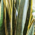 Sansewieria gwinejska (Sansevieria trifasciata 'Laurentii') 100cm