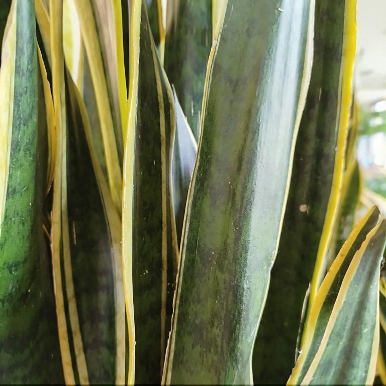 Sansewieria gwinejska (Sansevieria trifasciata 'Laurentii') 100cm