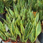 Sansewieria gwinejska (Sansevieria trifasciata 'Laurentii') 50cm