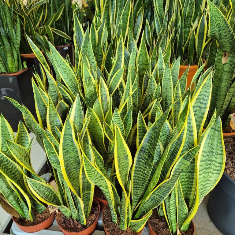 Sansewieria gwinejska (Sansevieria trifasciata 'Laurentii') 50cm