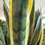 Sansewieria gwinejska (Sansevieria trifasciata 'Laurentii') 100cm