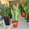 Sansewieria gwinejska (Sansevieria trifasciata ‘Laurentii’) 45-55cm
