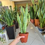 Sansewieria gwinejska (Sansevieria trifasciata 'Laurentii') 50cm