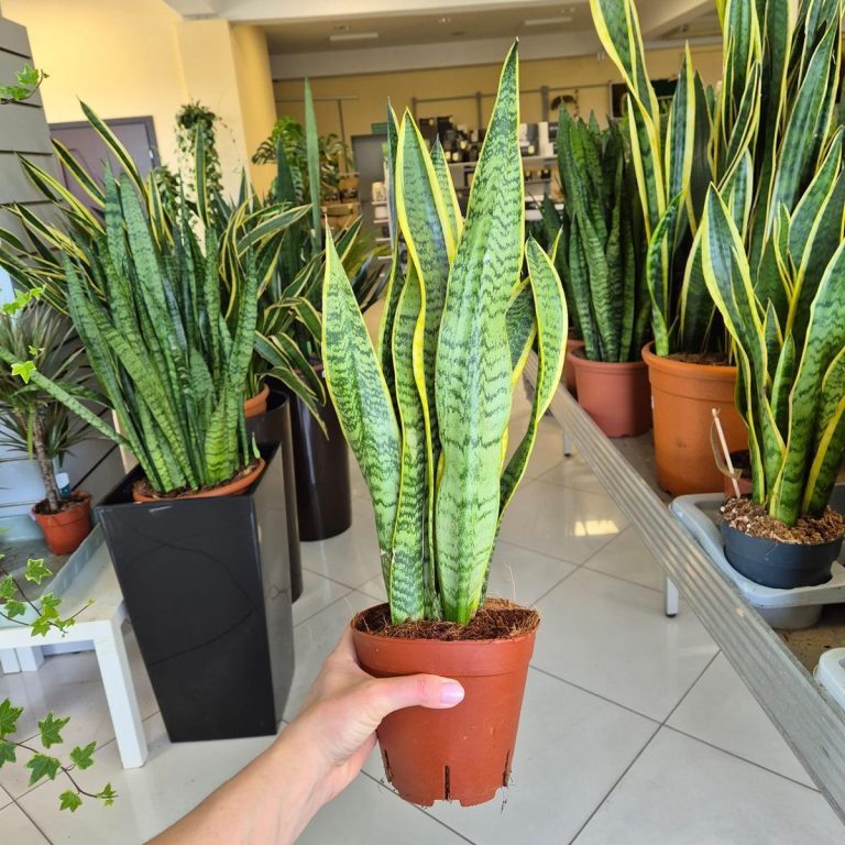 Sansewieria gwinejska (Sansevieria trifasciata 'Laurentii') 50cm