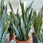 Sansewieria gwinejska (Sansevieria trifasciata 'Laurentii') 100cm