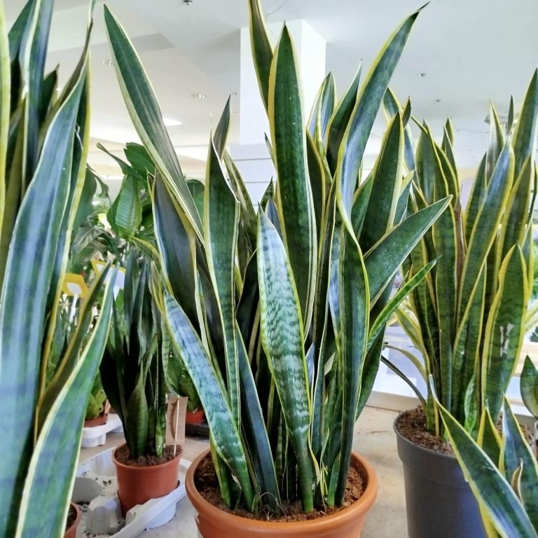 Sansewieria gwinejska (Sansevieria trifasciata 'Laurentii') 100cm