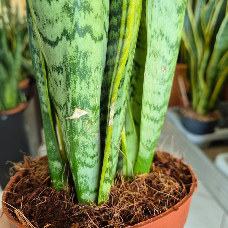 Sansewieria gwinejska (Sansevieria trifasciata 'Laurentii') 50cm