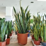 Sansewieria gwinejska (Sansevieria trifasciata 'Laurentii') 100cm