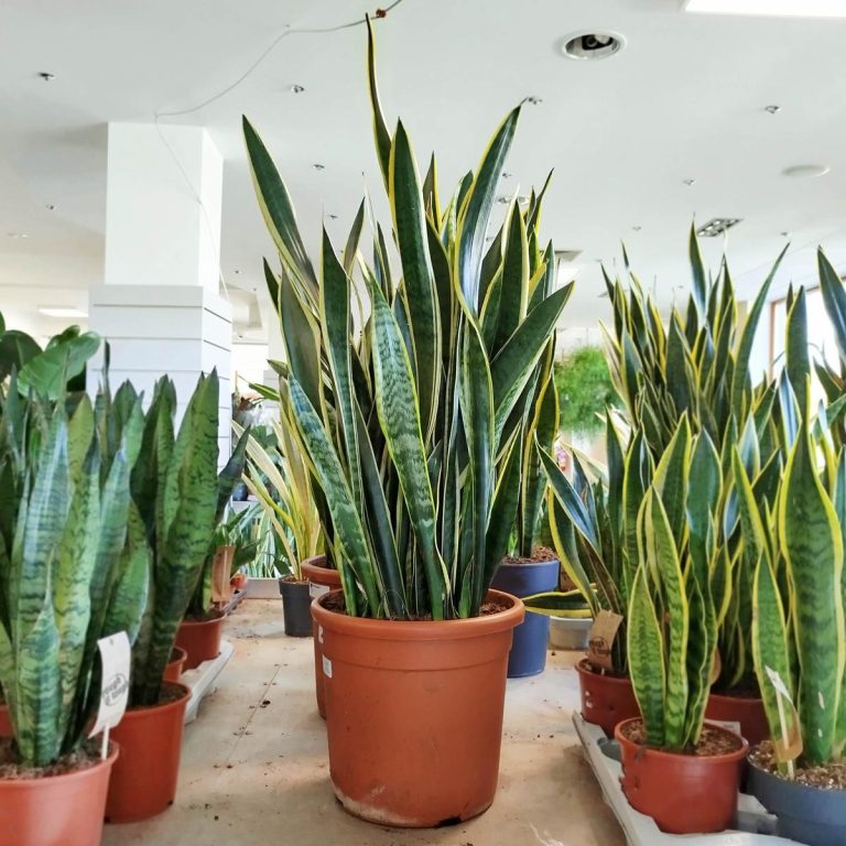 Sansewieria gwinejska (Sansevieria trifasciata 'Laurentii') 100cm