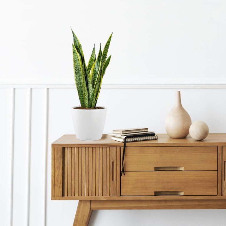 Sansewieria gwinejska (Sansevieria trifasciata 'Laurentii') 50cm