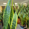 Sansewieria gwinejska (Sansevieria trifasciata ‘Laurentii’) 45-55cm