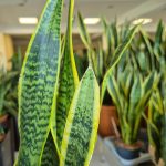 Sansewieria gwinejska (Sansevieria trifasciata 'Laurentii') 50cm