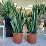 Sansewieria gwinejska (Sansevieria trifasciata 'Laurentii') 100cm