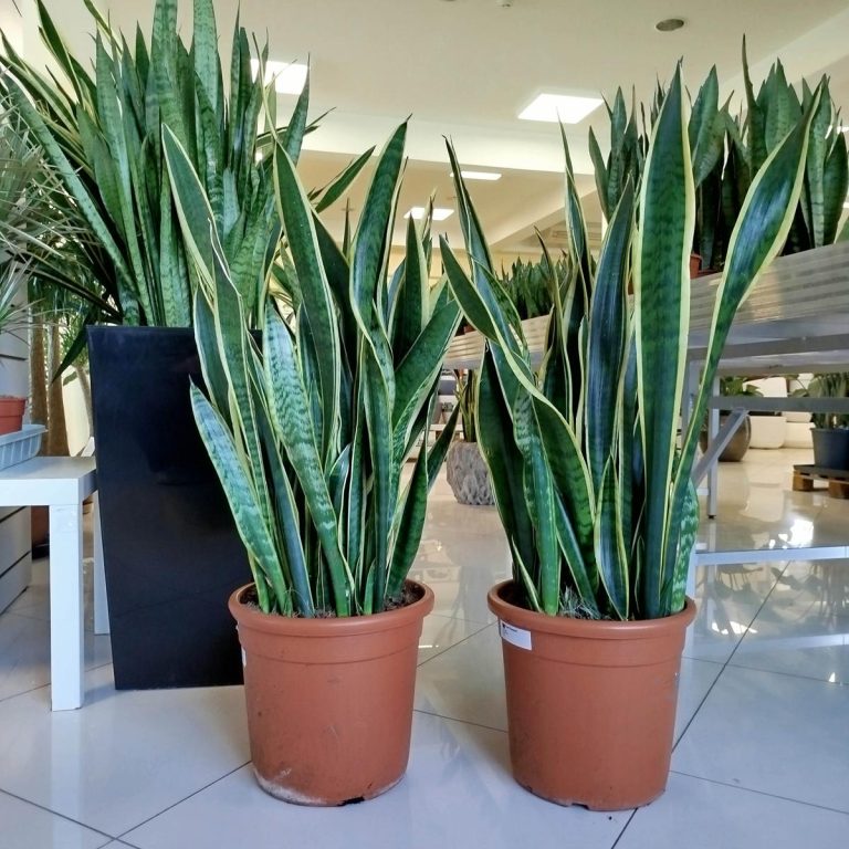 Sansewieria gwinejska (Sansevieria trifasciata 'Laurentii') 100cm