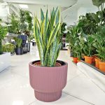 Sansewieria gwinejska (Sansevieria trifasciata 'Laurentii') 80cm