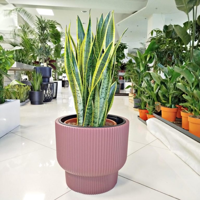 Sansewieria gwinejska (Sansevieria trifasciata 'Laurentii') 80cm