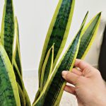 Sansewieria gwinejska (Sansevieria trifasciata 'Laurentii') 80cm