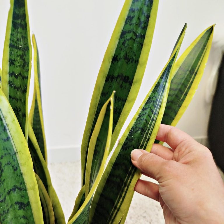 Sansewieria gwinejska (Sansevieria trifasciata 'Laurentii') 80cm