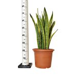 Sansewieria gwinejska (Sansevieria trifasciata 'Laurentii') 80cm