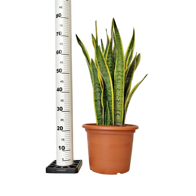 Sansewieria gwinejska (Sansevieria trifasciata 'Laurentii') 80cm
