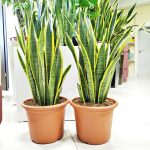 Sansewieria gwinejska (Sansevieria trifasciata 'Laurentii') 80cm