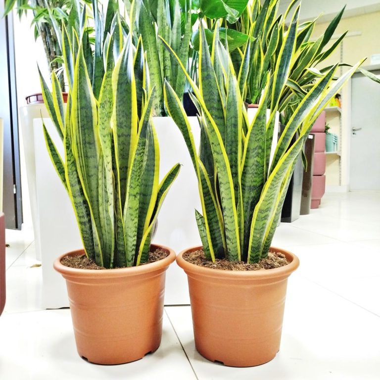 Sansewieria gwinejska (Sansevieria trifasciata 'Laurentii') 80cm