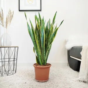 Sansewieria gwinejska (Sansevieria trifasciata 'Laurentii') 85cm