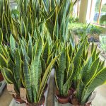 Sansewieria gwinejska (Sansevieria trifasciata 'Laurentii') 50cm