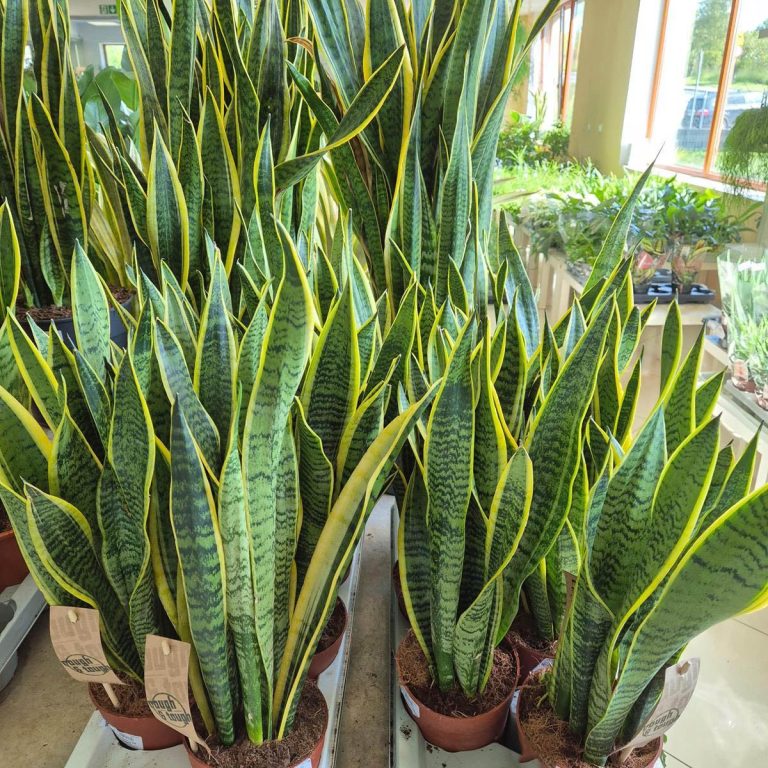 Sansewieria gwinejska (Sansevieria trifasciata 'Laurentii') 50cm